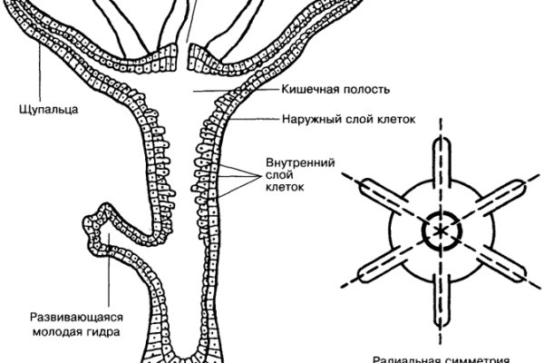 Кракен доставка